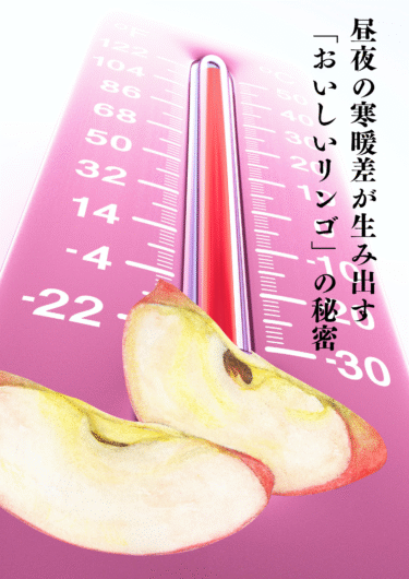 昼夜の寒暖差が生み出す“おいしいリンゴ”の秘密